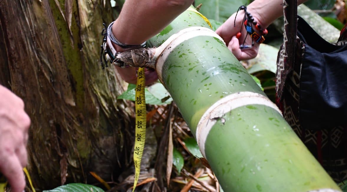 Webinar Bamboo Research